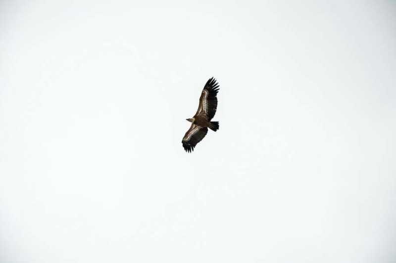 A griffon vulture flying above our heads in the Uvac natural reserve