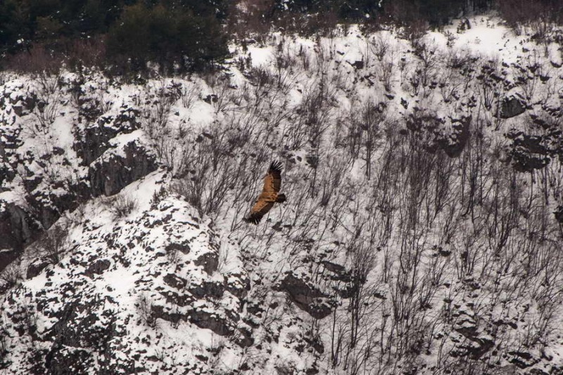 Another griffon vulture above the rocks