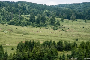 DSC5794