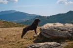 Planina je njegova