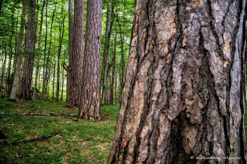 DSC_1310-Edit