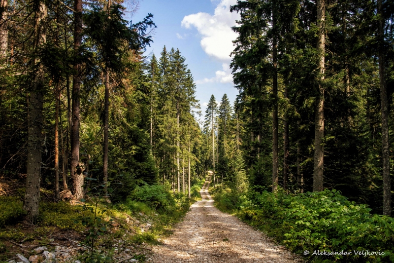DSC_1337-Edit