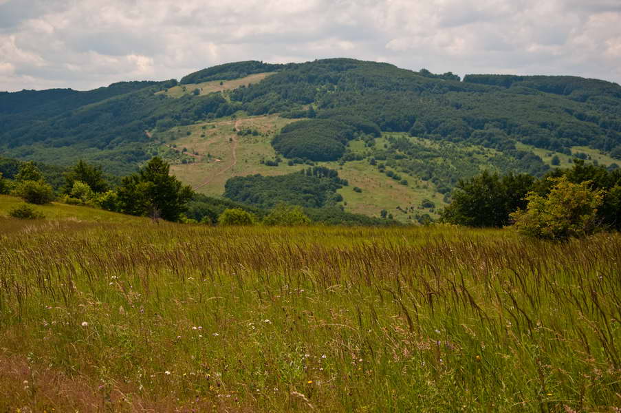 Livade Homolja