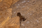 Žaba u Rajkovoj pećini