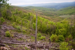 The damage we\'ve seen on Svrljiške mountains was shocking