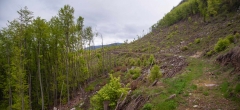 Portions of the forest were completely destroyed
