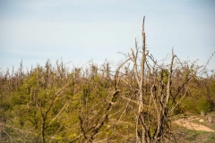 A horrific aftermath of last December\'s ice rain all over eastern Serbia