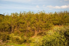 More pictures of the damage that ice rain has cause on Slemen mountain