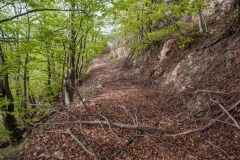 Our road from Kovej to Polome is covered by a heavy load of broken branches...