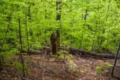 Some trees in Polome broke, but fortunately, most of the big ones are standing tall and strong