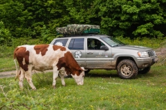 With the cows on Miroč