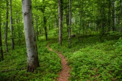 Footpath going on towards Veliki Štrbac - the last 2 km you have to walk, sorry...