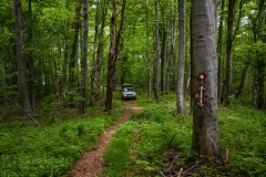 Through the Miroč forests
