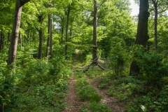 Beutiful Iron Gate forests