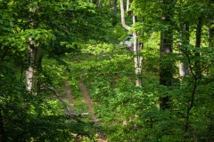 There are branches to clear everywhere