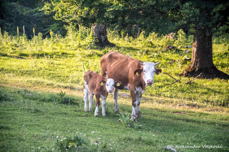 DSC_9495-Edit