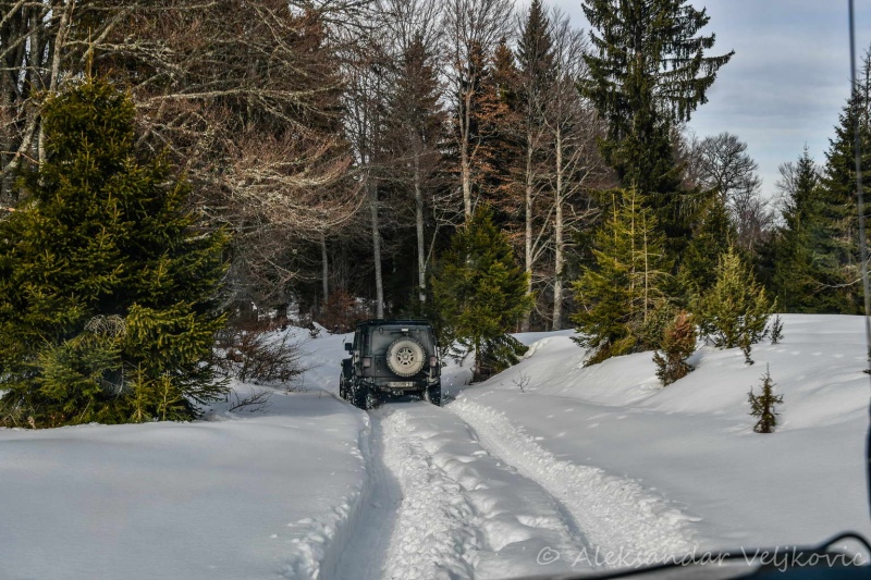 Making our own way on forest trails