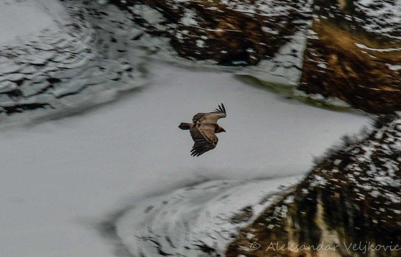 A griffon vulture flying above Uvac