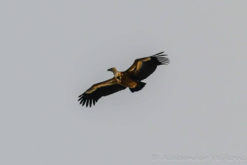 A griffon vulture flying above our heads