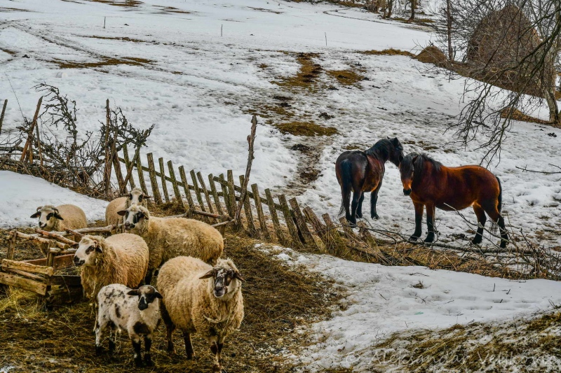 Sheep and horses