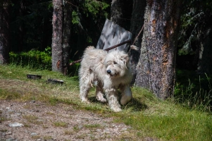 Rumunija2015114