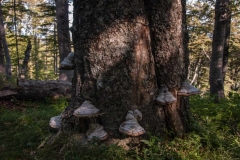 Rumunija_2015_010