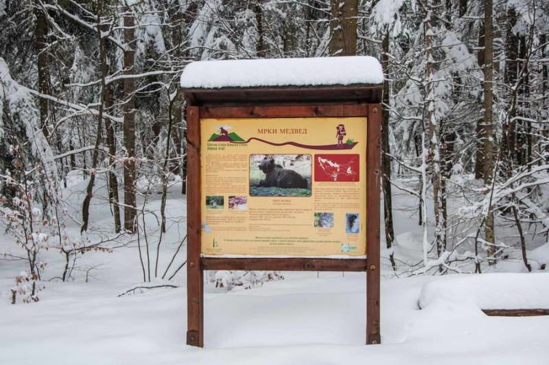 Tara is the home of the biggest bear population in the Balkans