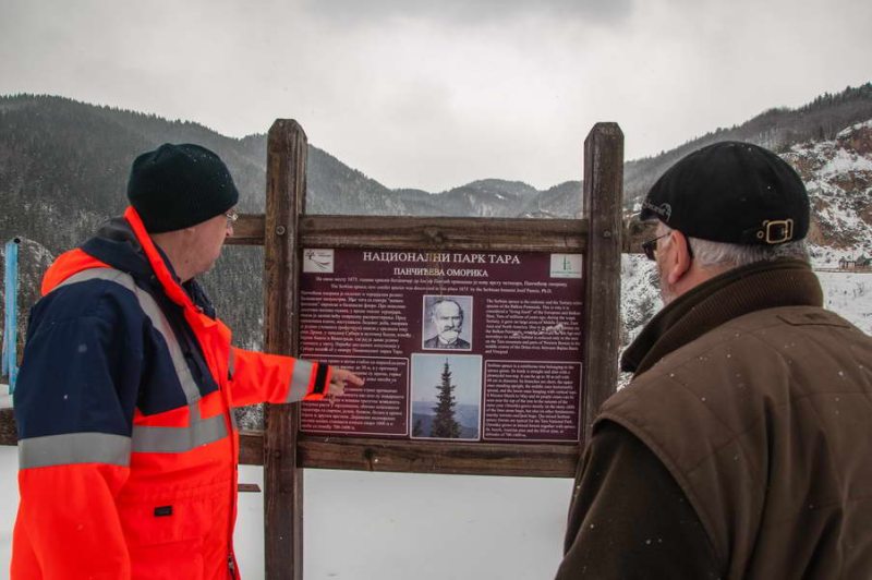 Where Josif Pančić discovered the serbian spruce