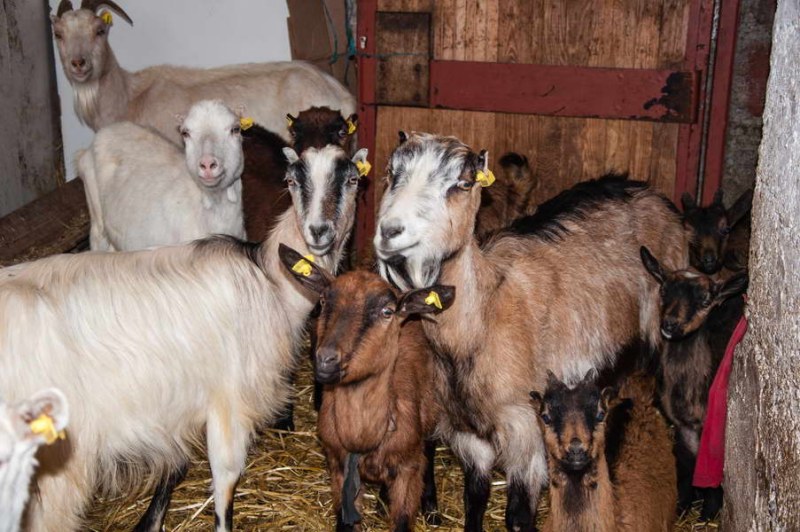 Davidovic family's goats