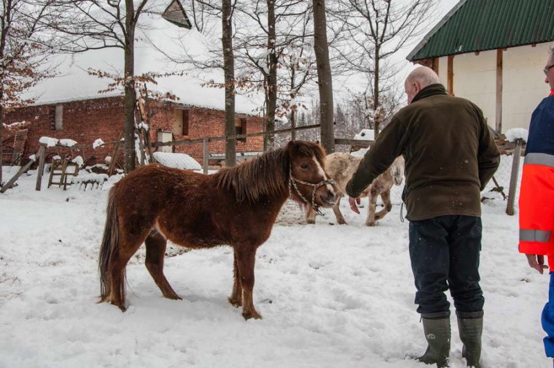 Davidović's ponies