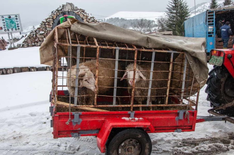 At the animal market in Kremna