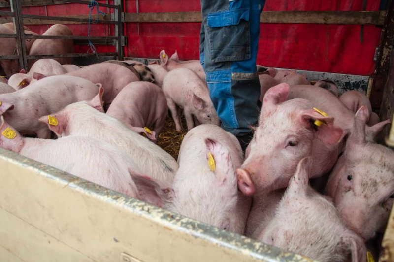 Pigs in the animal market
