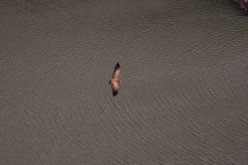 A griffon vulture flying above Uvac